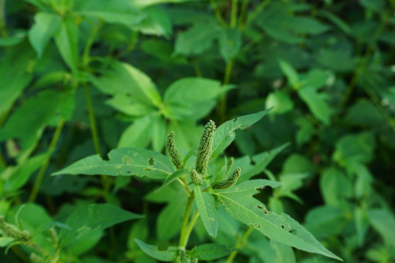 giant ragweed up close