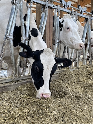 dairy cow feeding in stanchion