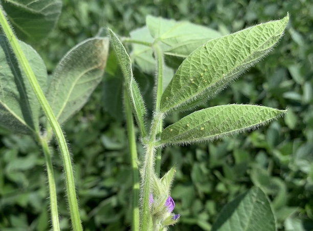 soybean aphids not at threshold yet_Aug_2024