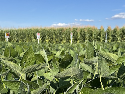 corn and soybeans in 2025 plot