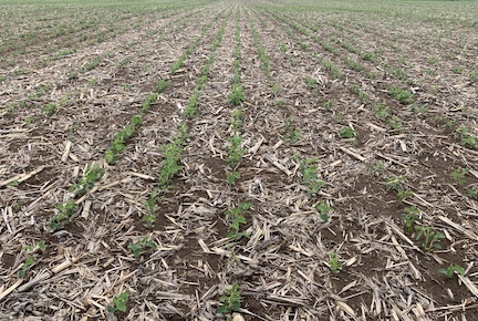 Soybeans with good pre-emerge weed control