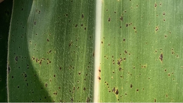 Tar spot on corn up close