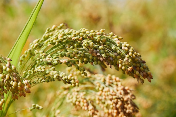 proso millet close-up