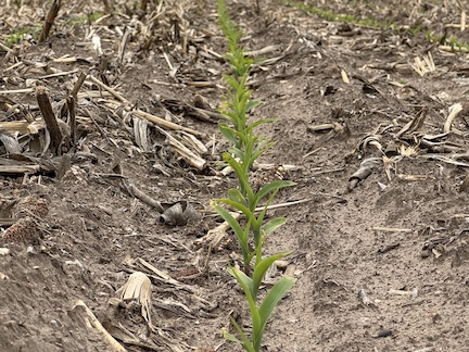 young corn_vertical tillage