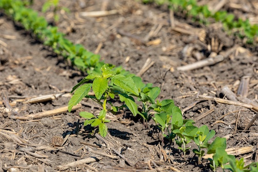 waterhemp and young soybeans