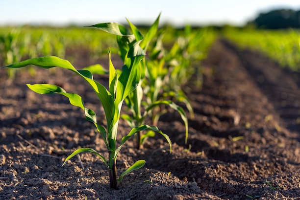 young corn crop in clean field