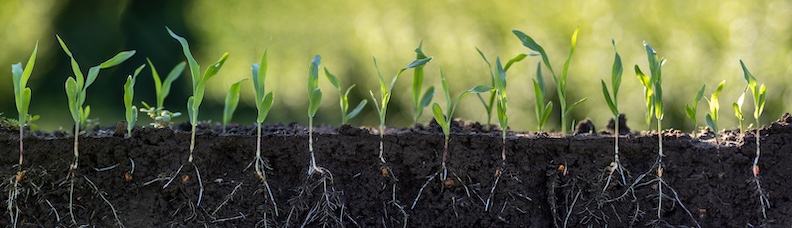 young corn plants cutaway showing roots