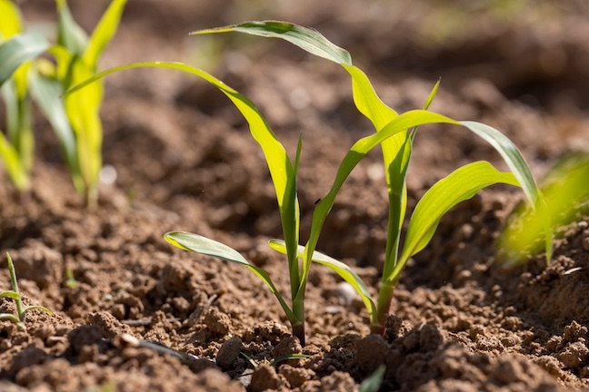 young corn plants