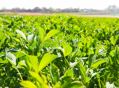 alfalfa and grass hay need nutrients to boost yields