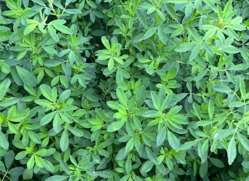 Alfalfa yields benefit from fertilizer between first and second cuttings