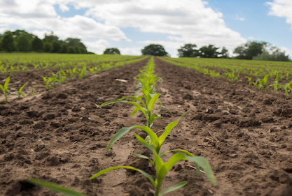 Pre-emerge herbicides help fight yield-robbing weeds