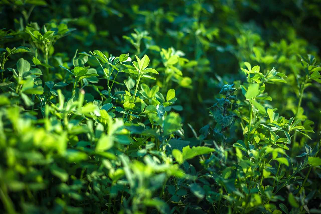 It's time to plant your alfalfa!