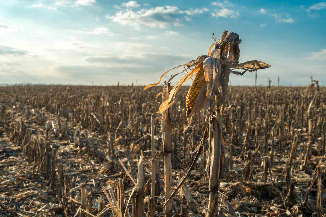 Fall burndown in a post-harvest cornfield