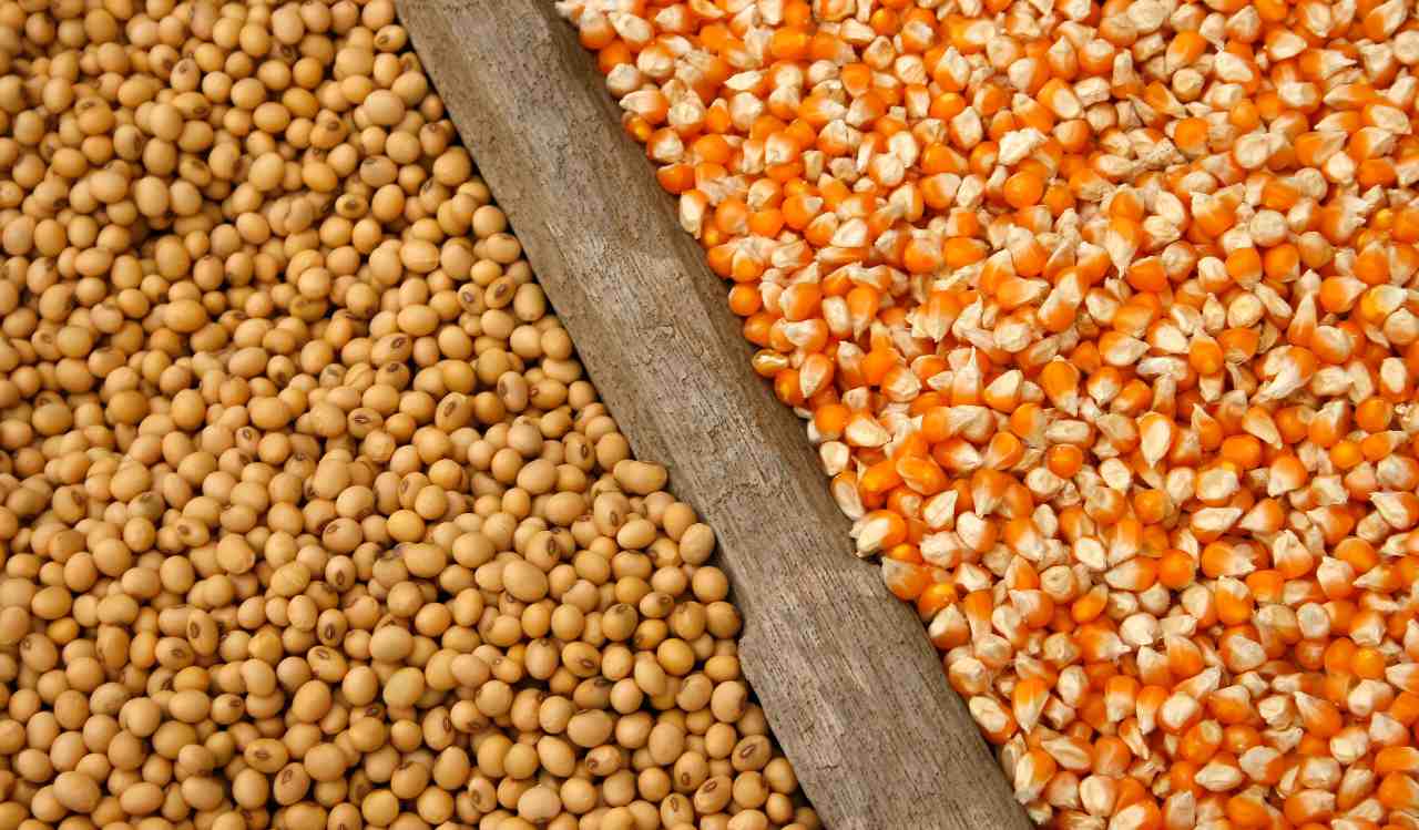 Corn and soybean seeds