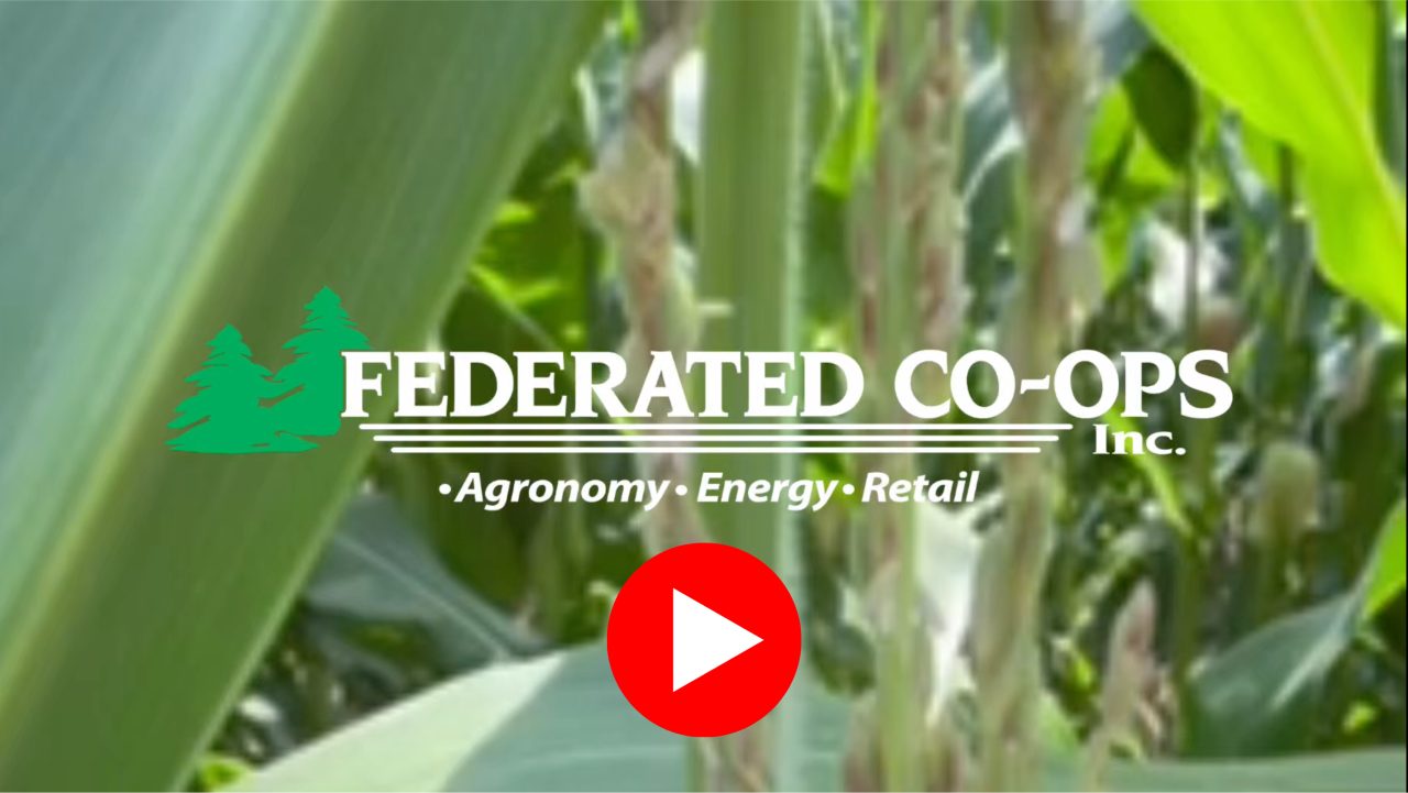 2026 Corn Update