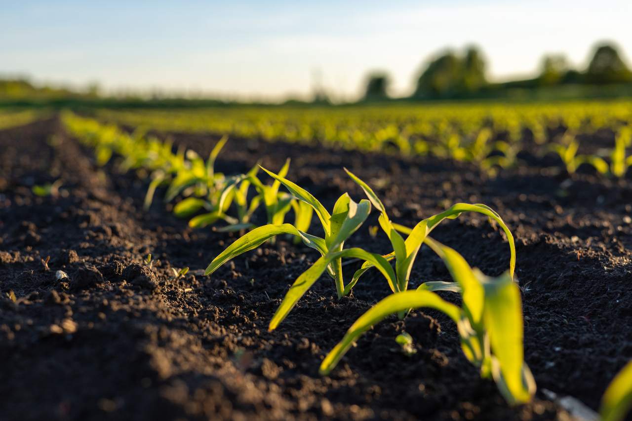 Post-emerge corn
