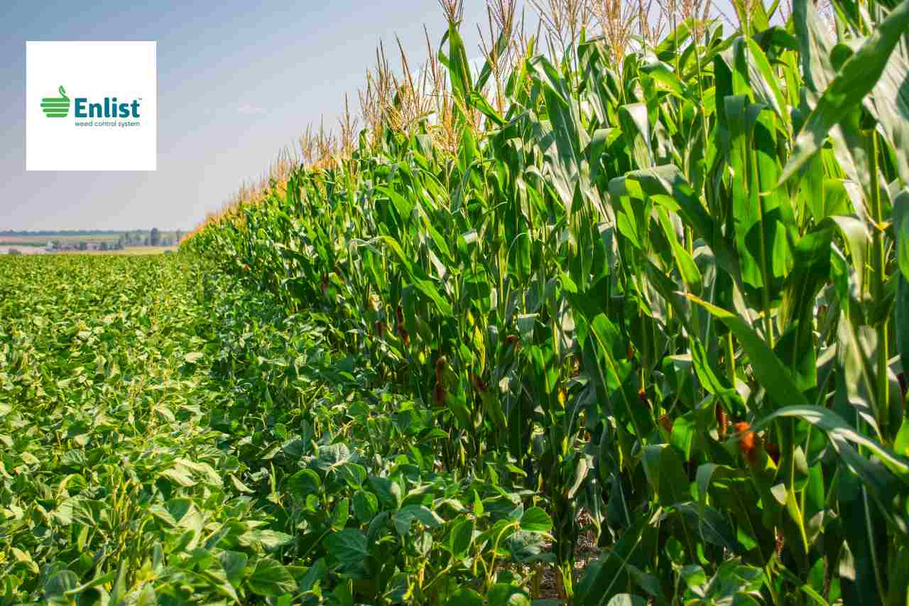 Enlist™ Weed Control system for effective post-emerge weed control.