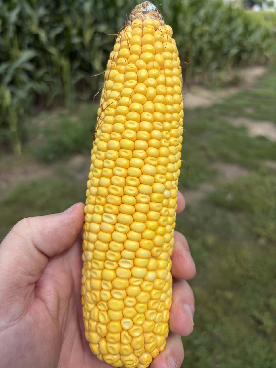 Drought-stressed corn
