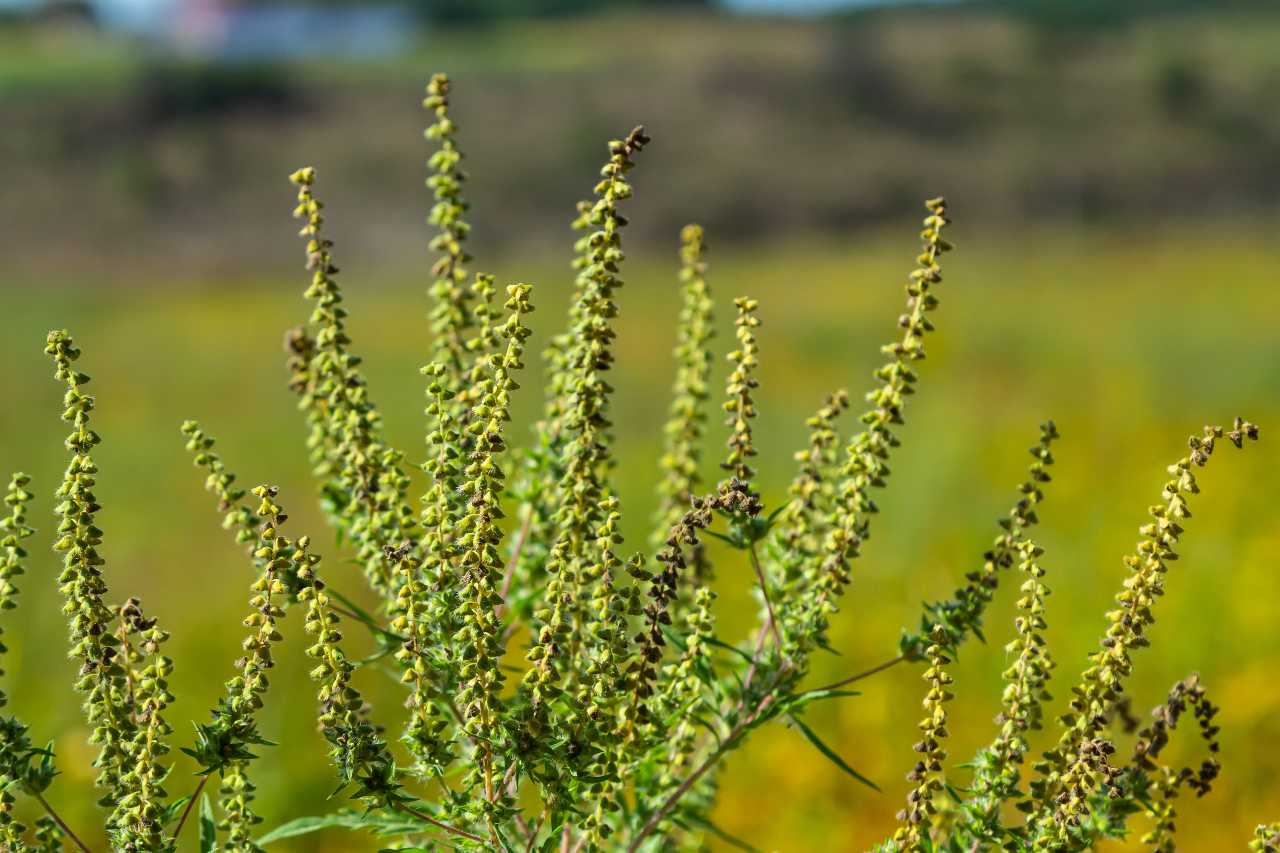 Kyro offers broad-spectrum weed control.