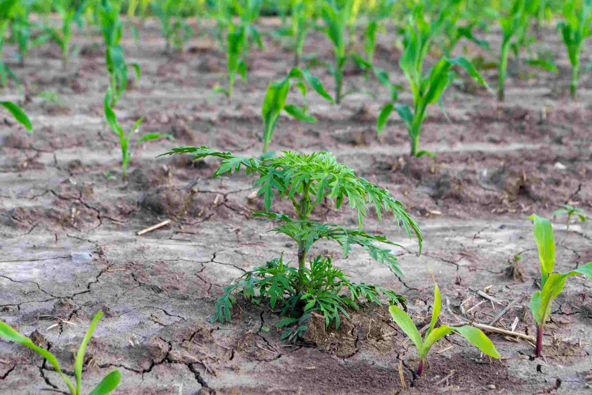 Post-emerge corn for weed prevention.