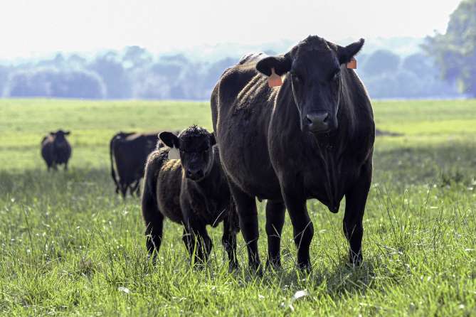 Cattle in Field
