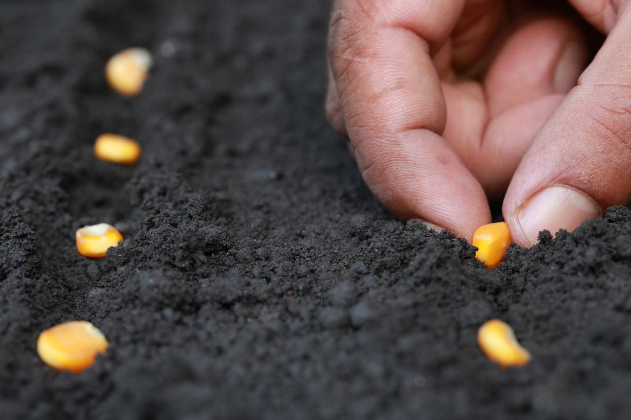 Plant the seeds of your success now!