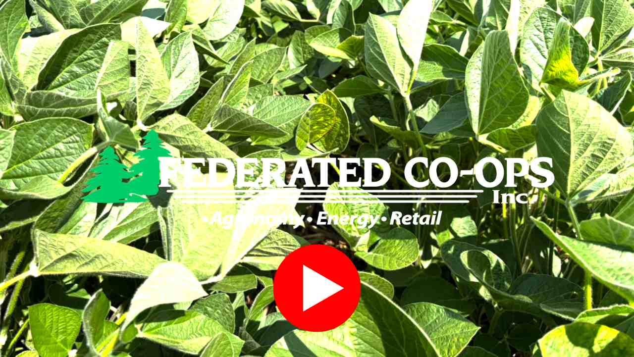 2026 Soybean Update
