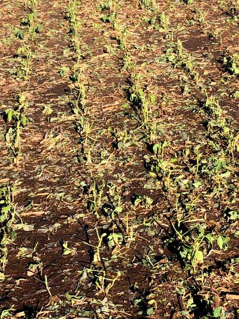 Hail-damaged soybeans