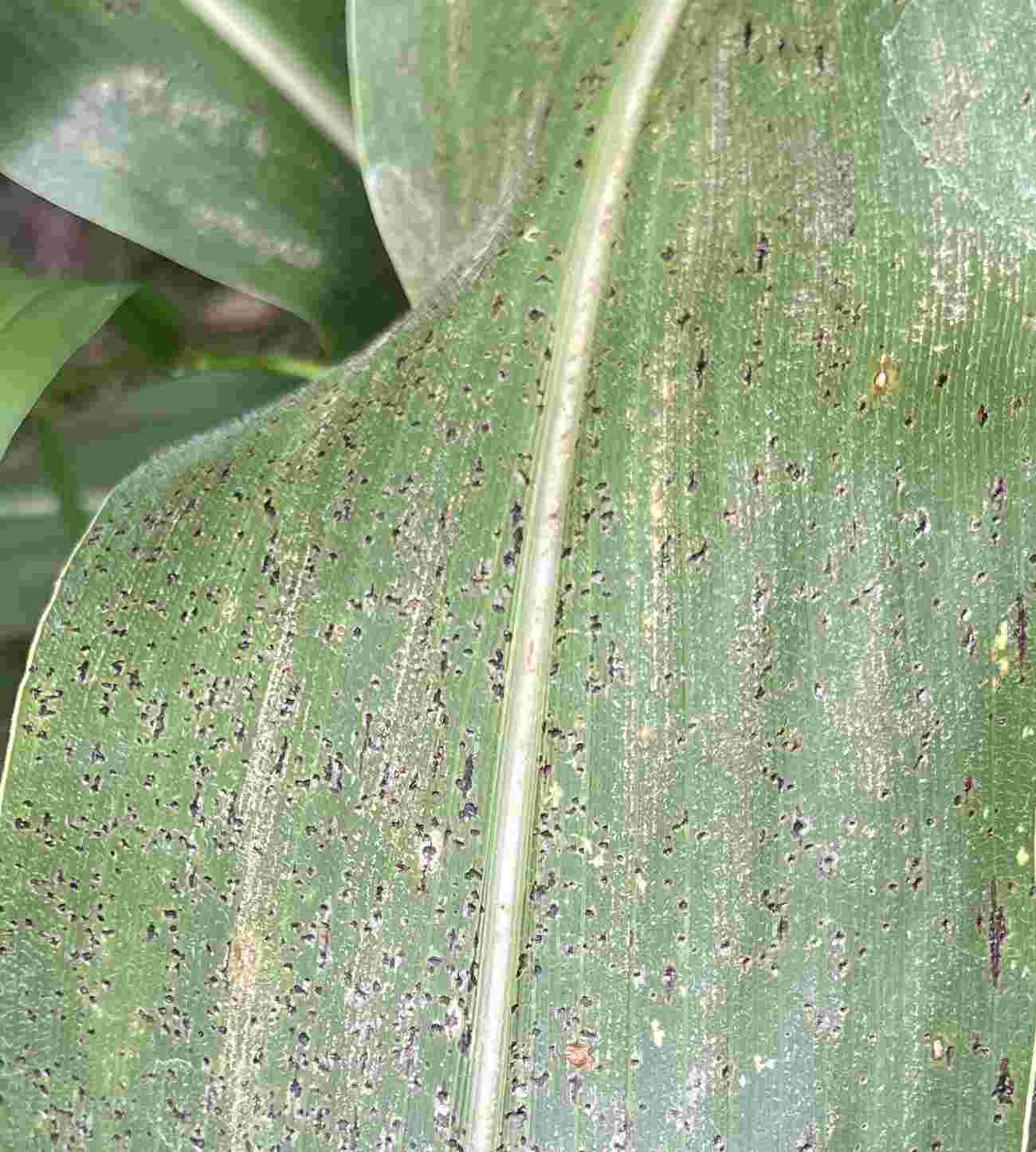 Tar spot in corn can quickly get out of control.