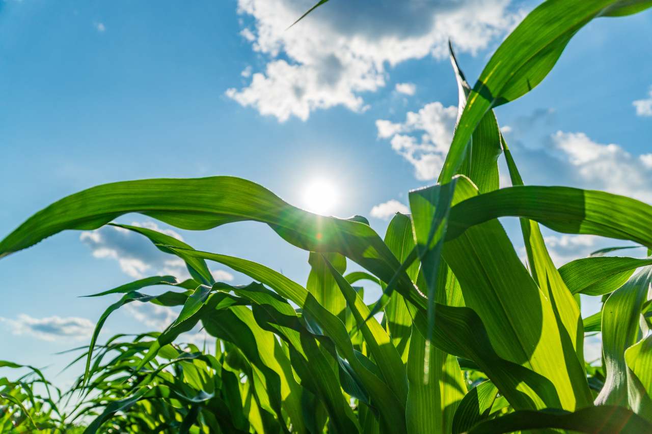 The corn is looking tall and healthy.