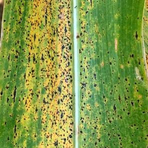 Don't tackle tar spot too early!