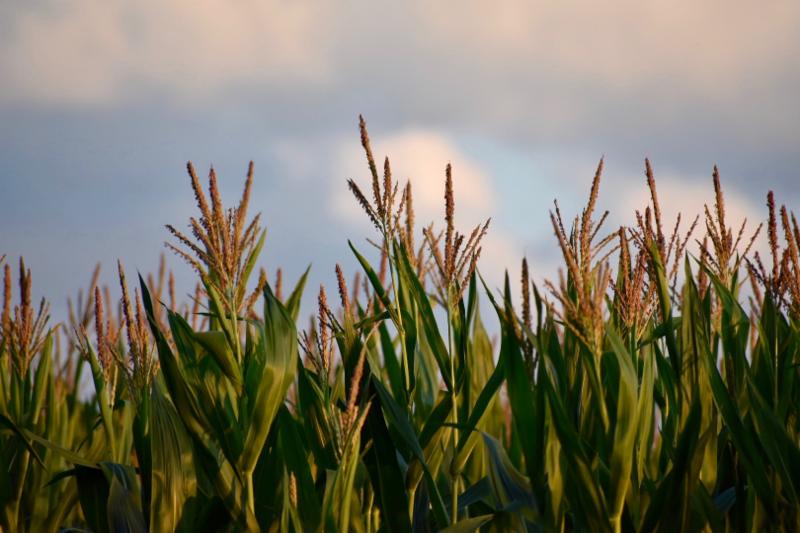 Tassel is the best time to apply your fungicide. 