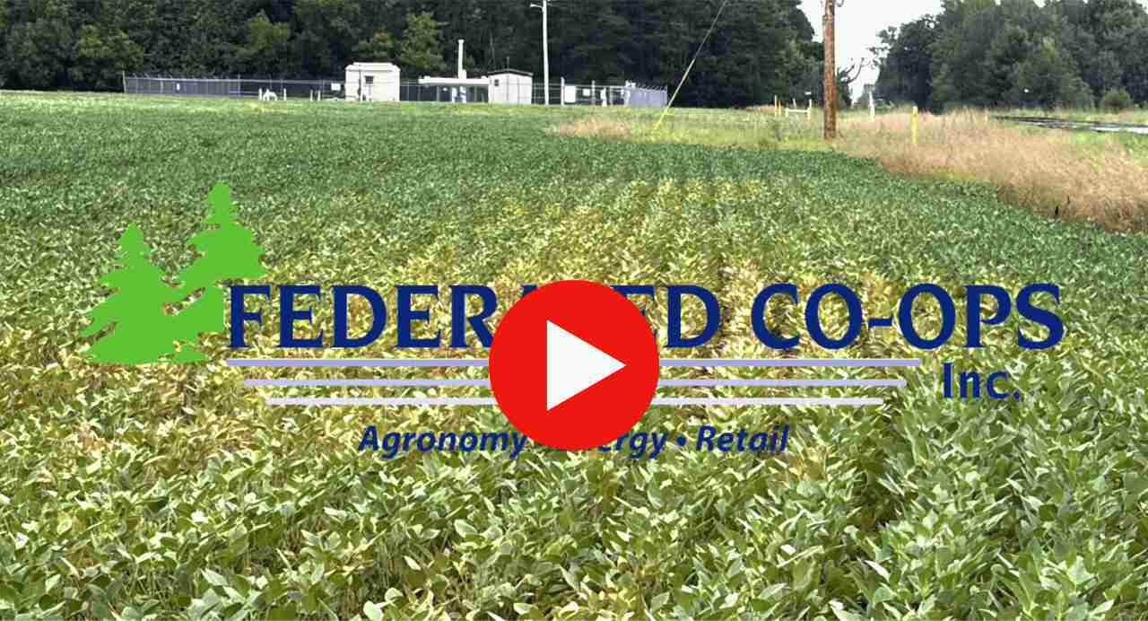Spotting Spider Mites