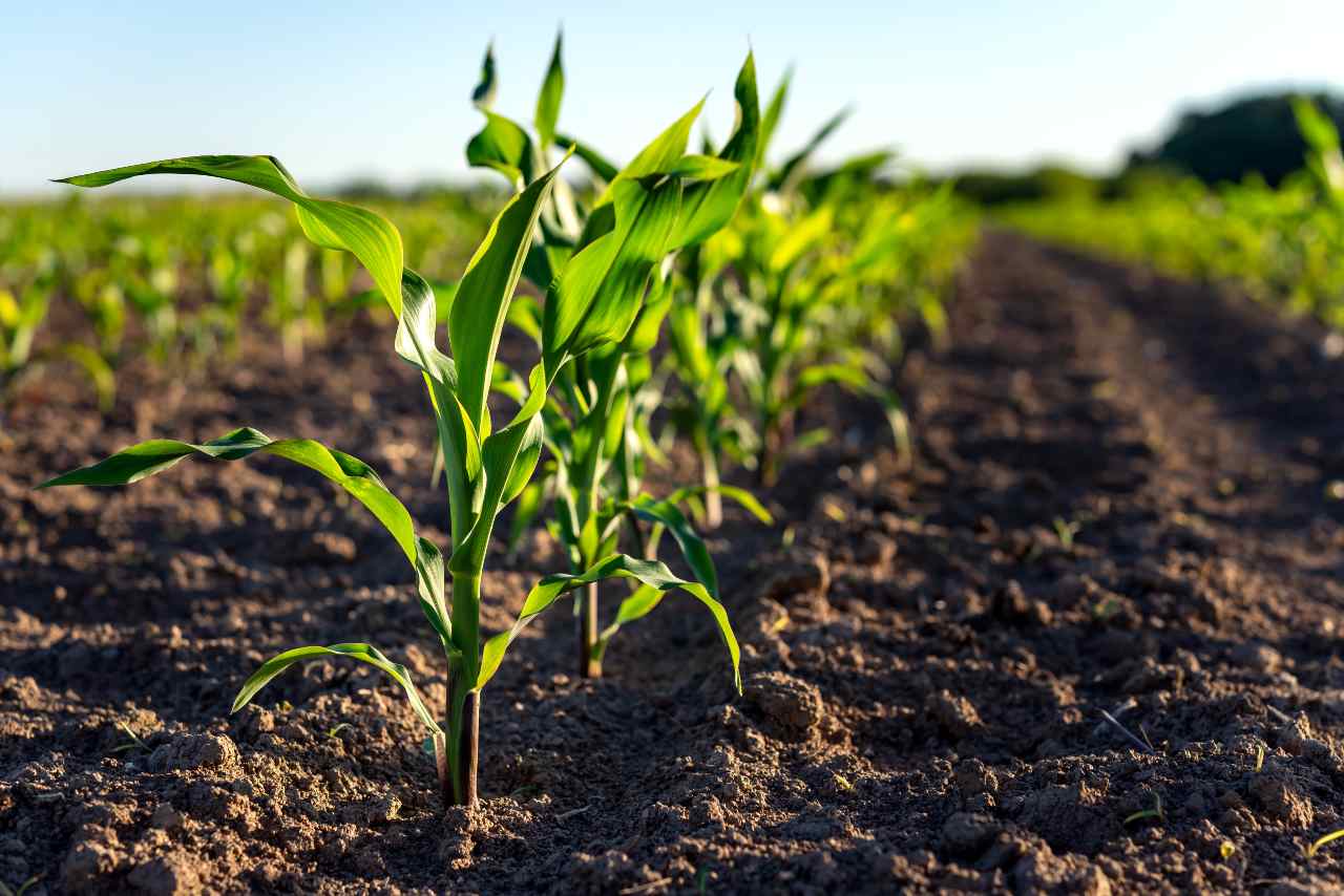 Set your fertilizer settings for healthy crops.