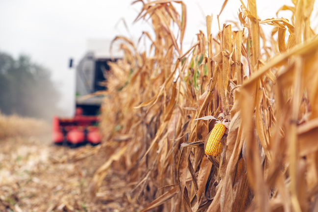 crop removal takes nutrients too