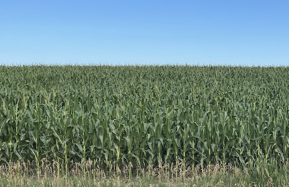 corn in July