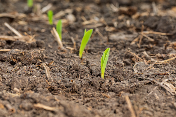 pre-emerge herbicides take on weed competition