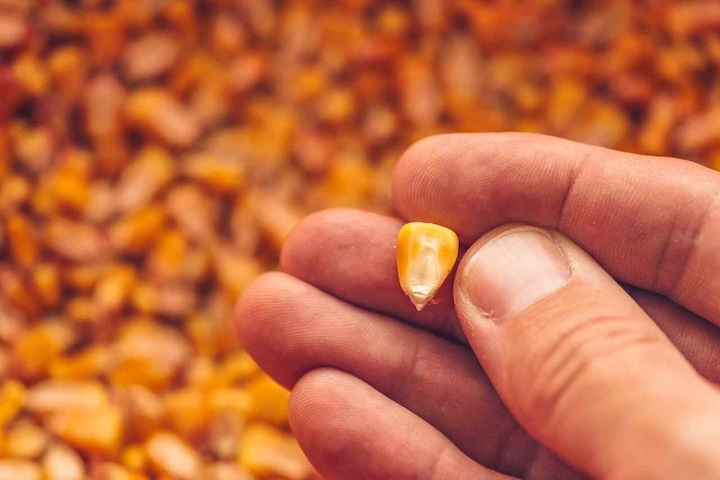 fingers holding a kernel of corn with more corn in background