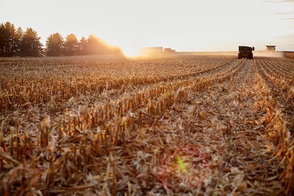 harvested corn field