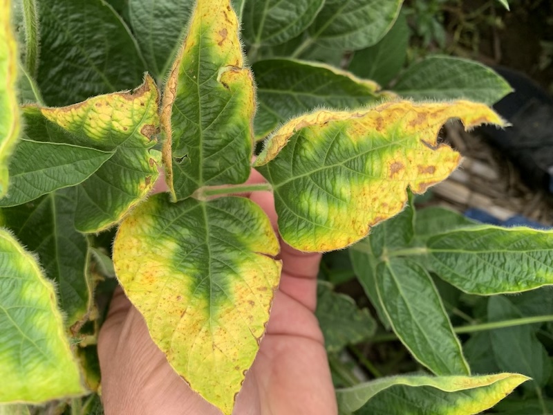 Potassium deficiency in soybeans is preventable