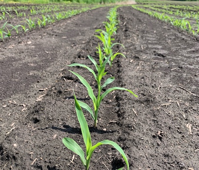 Pre-emerge herbicides protect yields and keep weeds under control