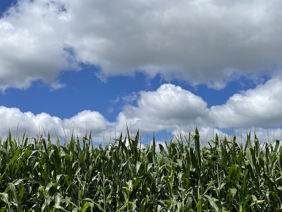 This year's corn crop is growing even as we take a snapshot of next year's needs.