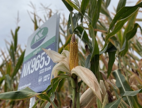 Discovery Plots feature new corn and soybean seed products