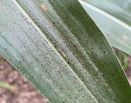 Tar spot robs yields if left untreated with a fungicide.