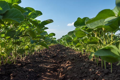 soybean yields need a boost with fungicide treatments