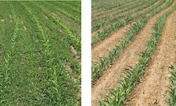 before and after Acuron GT application