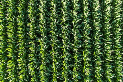 aerial view of near tasseling corn field