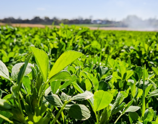 alfalfa field