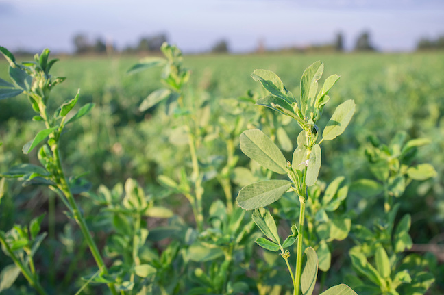 close-up of alfalfa plant