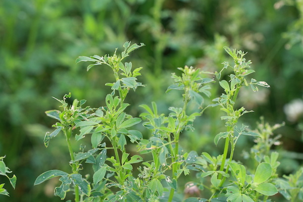 Treating for alfalfa weevils between first and second cutting protects yields.